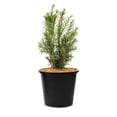 thumbnail image 1 of If 'Hicks' (Taxus), pot de 2 gal, arbuste, 1 of 6