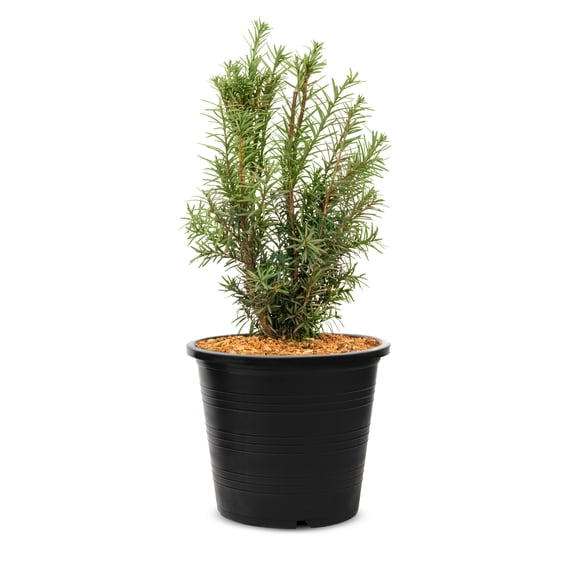2 Gallon Hicks Yew Shrub