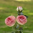 thumbnail image 3 of ENOVA FLORAL Silk Rose Artificial Flowers Arrangement in Vase, Fake Rose Fake Flowers with Faux Water Vase for Dining Table Centerpieces, 3 of 4