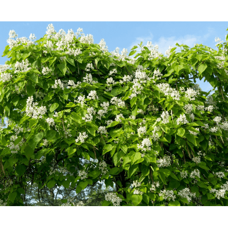 2 Catalpa Tree Live Plants, Bare Root Seedlings, 6 to 12 Inch Tall, Dormant in Winter