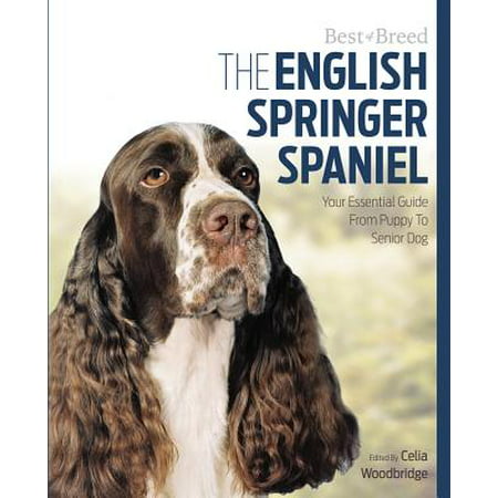The English Springer Spaniel : Your Essential Guide from Puppy to Senior (8 Best Dogs For Senior Citizens)