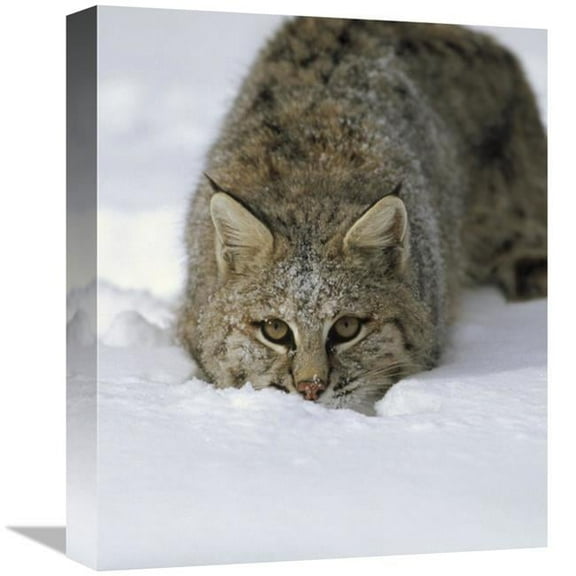 16 in. Bobcat Crouching in Snow, Colorado Art Print - Konrad Wothe