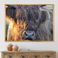 thumbnail image 2 of Designart 'Close Up Of Scottish Cow On Moorland III' Farmhouse Framed Canvas Wall Art Print, 2 of 5