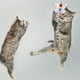 thumbnail image 5 of 2 piezas de varita para gatos, repuestos para varitas interactivas de mascotas, accesorios de recarga para gatos, mariposa, 5 of 7
