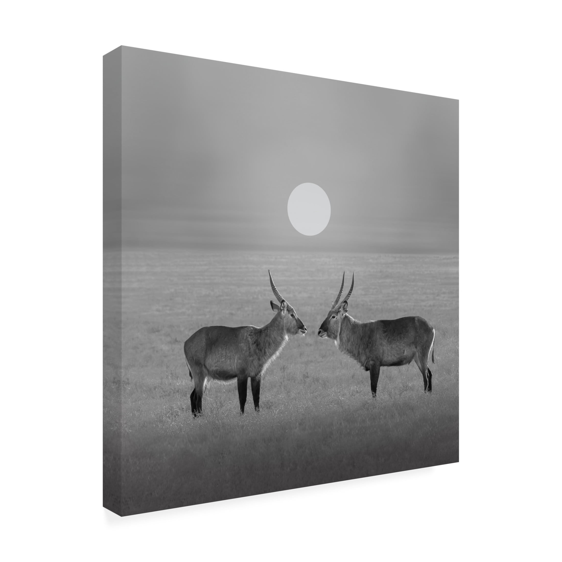 Trademark Fine Art Julia Chen Eye to Eye Canvas Wall Art