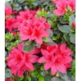 thumbnail image 6 of Hino-Crimson (Hybrid) Azalea – Live Evergreen Flowering Shrubs with Red Blooms, 3 Gallon Potted, Set of 2, 6 of 6