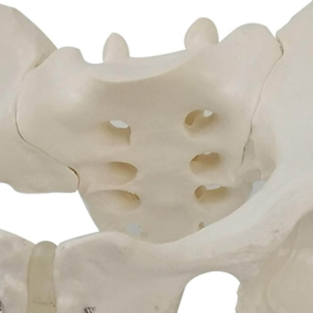 Dalazy Modèle Anatomique Taille Réelle pour Enfants Apprentissage en Classe