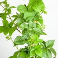 thumbnail image 2 of Blackberry in 1 Gal. Grower's Pot - Thornless - Sweet Fruit, 2 of 6