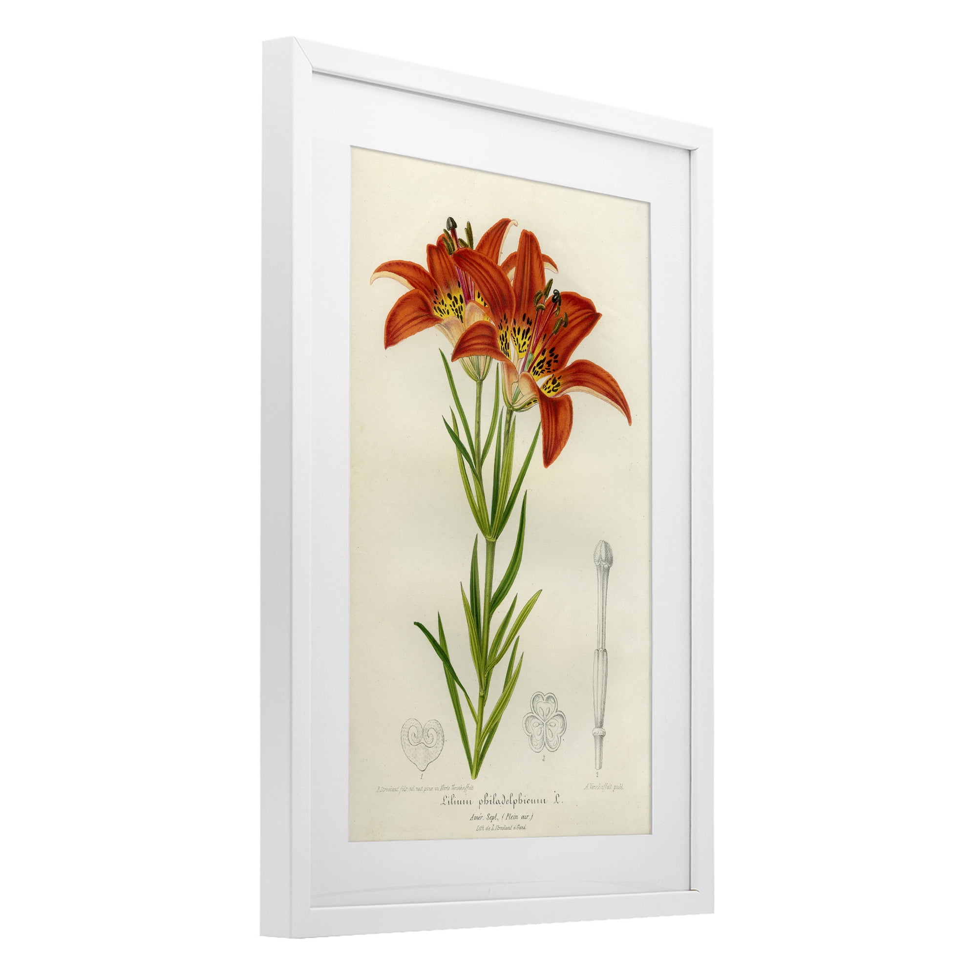 Stupell Industries Western Red Lily White Framed Print Under Glass, design by Print Collection