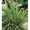 thumbnail image 5 of Classy Groundcovers, Carex morrowii 'Ice Dance', var. laxa, var. temnolepis (flat of 18 Pots, 3 1/4 inch square), 5 of 10