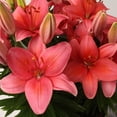 thumbnail image 4 of Better Homes & Gardens 2.5 Quart Asiatic Lily Multicolor Perennial Outdoor Live Plants Full Sun, 4 of 15