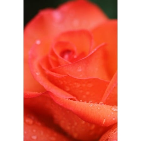 17' Red Buffer Floor Pad LAMINATED POSTER Red Rose Rose Nature Rose Blooms Flowers Red Poster Print 11 x 17 ()