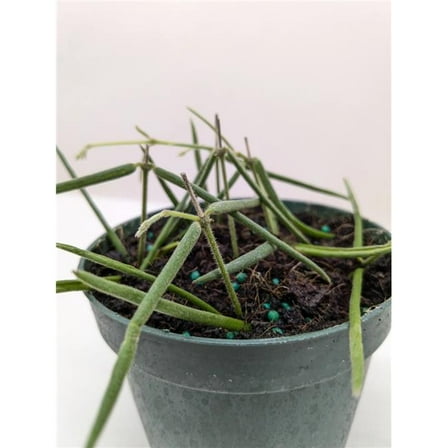 House Plant Dropship 4-HOYA-INSULARIS Dark Green Hoya Insularis