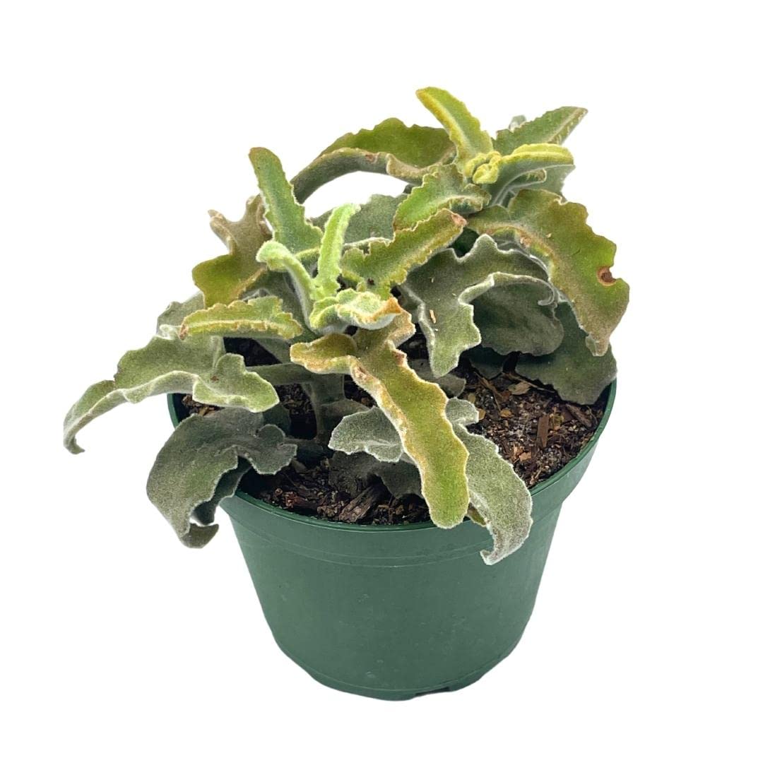 Kalanchoe Feltbush, Felt Bush, Velvet Elephant Ear, Elephant's Ear