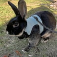 thumbnail image 2 of Harnais pour Lapin Confortable Outil de Traction Réglable Harnais en Maille Douce pour Furet Rats Hamster Ensemble de Laisse Gilet Fournitures pour Animaux, 2 of 3