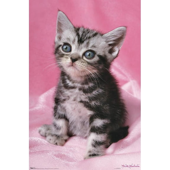 Keith Kimberlin - Kitten - Cute Wall Poster, 22.375" x 34"
