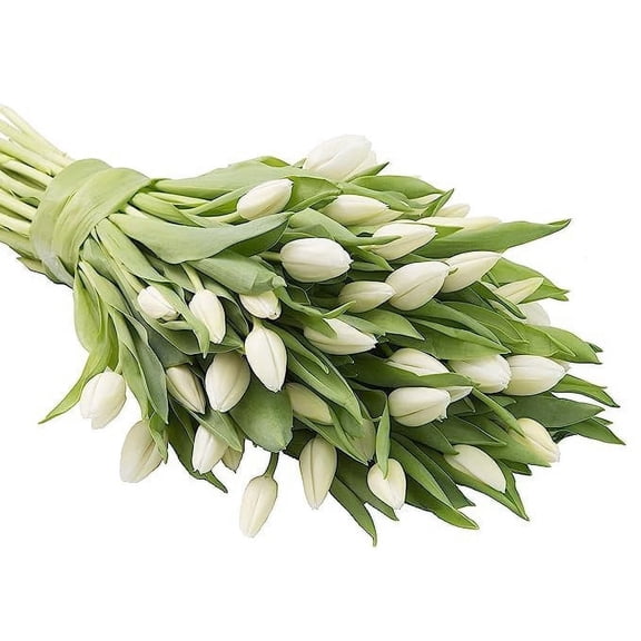 KaBloom : Fall Collection- Bulk 50 White Tulip Next-Day Delivery, Gift of Fresh Flowers for Every Occasion.