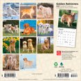 thumbnail image 2 of Golden Retrievers | 2027 7x14" (Hanging) Wall Calendar, 2 of 9