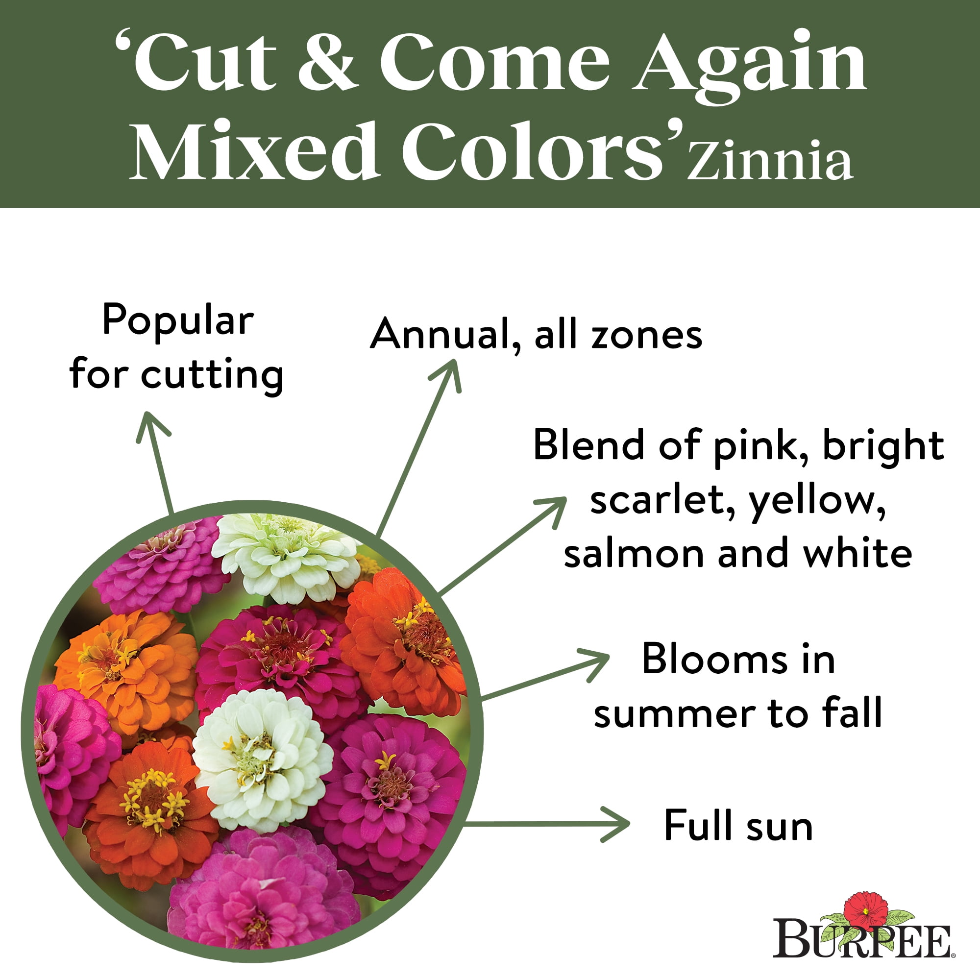 Burpee Cut and Come Again Mixed Colors Zinnia Flower Seed, 1-Pack