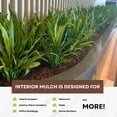 thumbnail image 2 of Decorative Mulch for Indoor Planters – Natural Mocha | 65 Qts (2 cu ft), 2 of 8