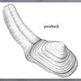 thumbnail image 3 of CafePress - Geoduck Sweatshirt - Crew Neck Sweatshirt, 3 of 4