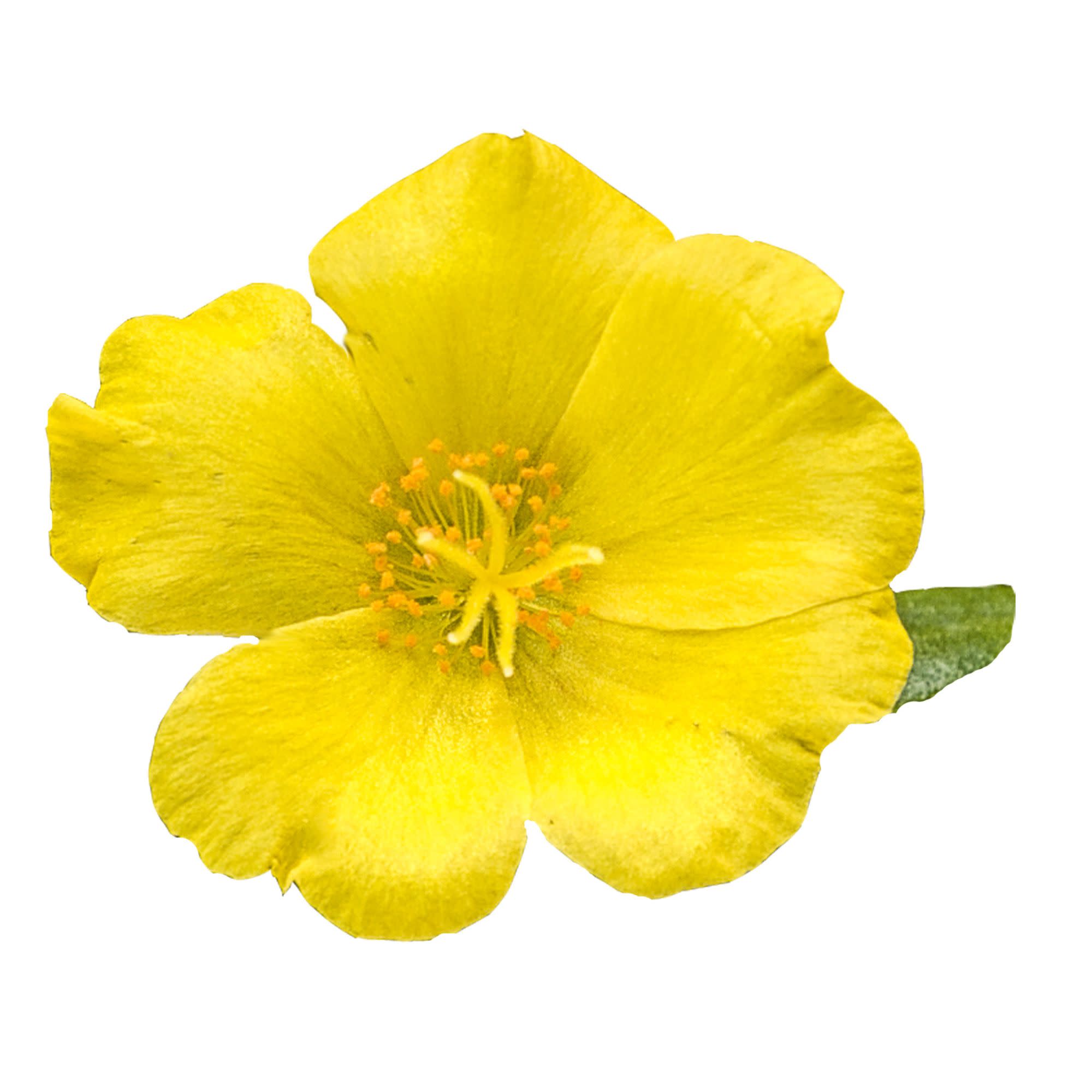 Proven Winners 4" Mojave Yellow Purslane Live Plant in 4.25" Pot (4 Count)