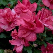 Lucy Althea Double Rosy Red Tree – Liner Starter Bareroot Plant, Double Rosy Red Blooms, Hardy Flowering Shrub Tree
