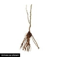thumbnail image 2 of Arapaho Blackberry Dormant Bare Root Starter Fruit Plant, 1-Pack, 2 of 2