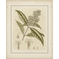 thumbnail image 2 of Curtis 15x18 Black Ornate Wood Framed with Double Matting Museum Art Print Titled - Tinted Botanical II, 2 of 4