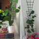 thumbnail image 2 of Matsuzay 6x accesorios negros resistentes para trepar plantas, accesorios de jardinería de soporte resistente, fáciles de usar y duraderos Jardín y Patio, 2 of 6