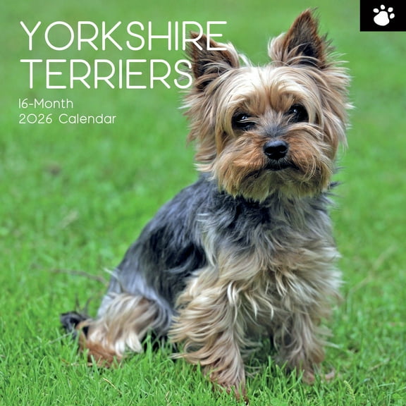 The Gifted Stationery Square Wall Calendar - Yorkshire Terrier Design & 2026 Wall Planner - 180 Reminder Stickers & Calendar with Stickers - 16-Month (Sep 2025-Dec 2026), 12 x 12 In