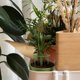 thumbnail image 3 of 16 juegos de soportes de plástico para orquídeas, soportes multifunción para flores y plantas verdes., 3 of 6