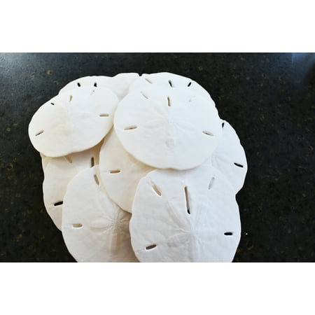 Best Beaches Florida - Set of 12 Real Florida Sand Dollars - Large 3