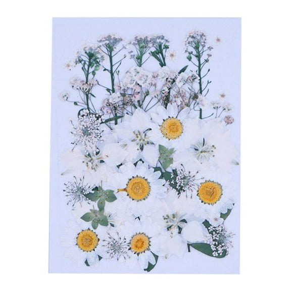 Magnifiques Véritables Fleurs Séchées Pressées Feuilles Pétales de Fleurs Multiples pour