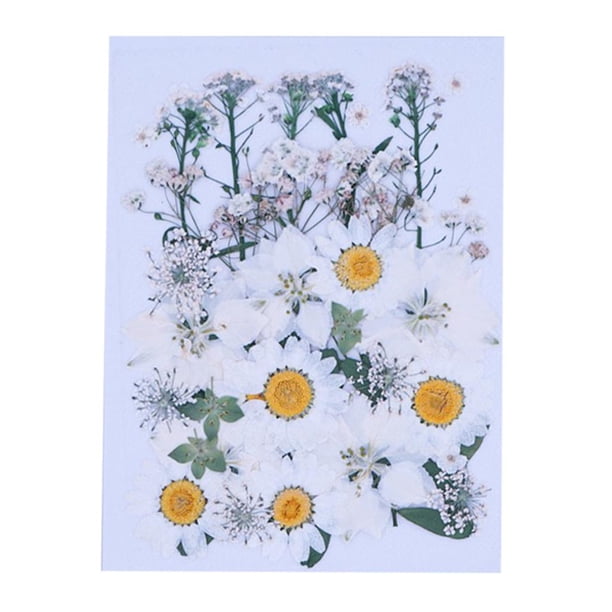 1 Paquete Flores Secas Prensadas Naturales Hojas Prensadas para álbumes de Recortes Arte Artesanía Resina Fabricación de Joyas Regalos de