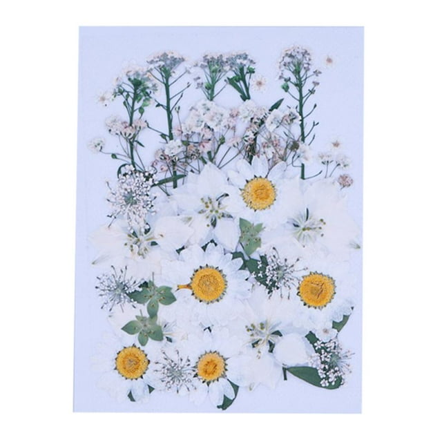Beautiful Real Dried Pressed Flowers Leaves Flower Petals Muiltiple for