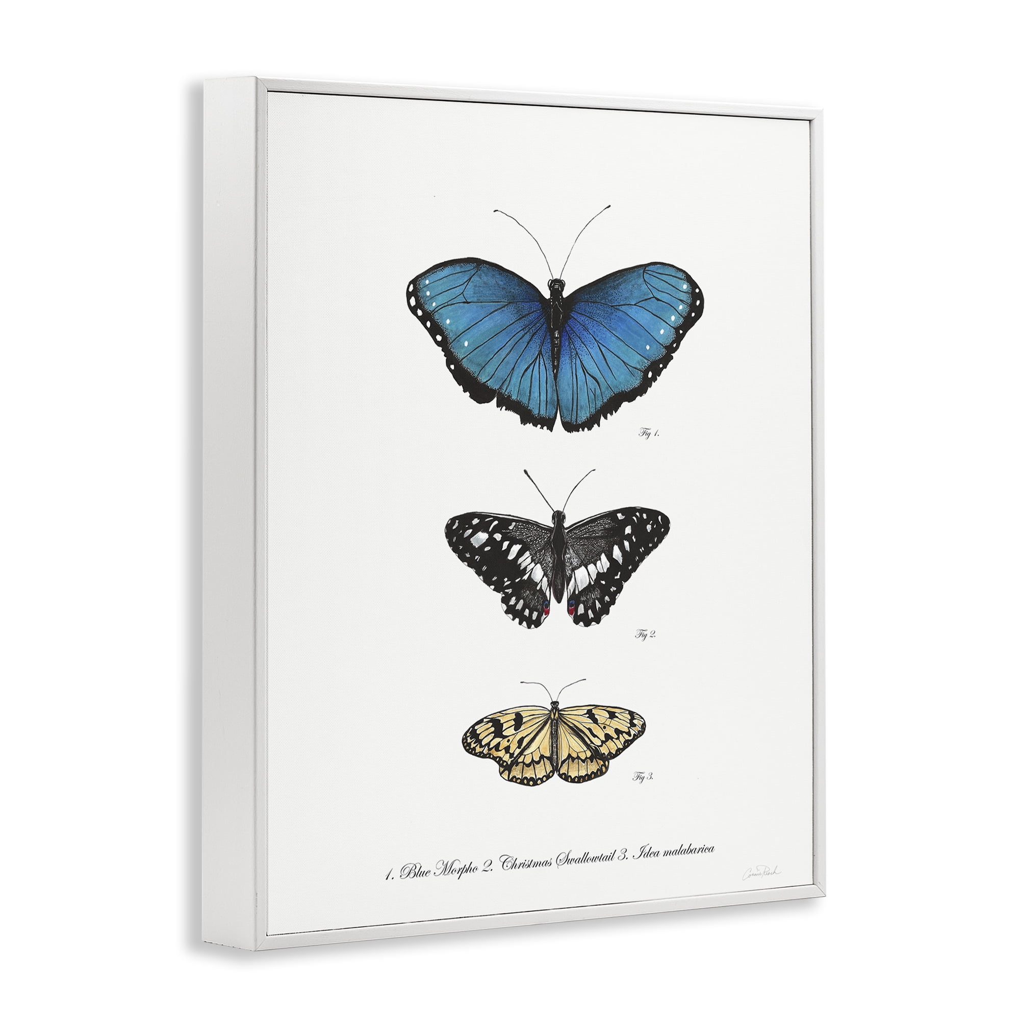 Stupell Industries Vintage Butterfly Specimens Animals & Insects Painting White Framed Art Print Wall Art, 16 x 20