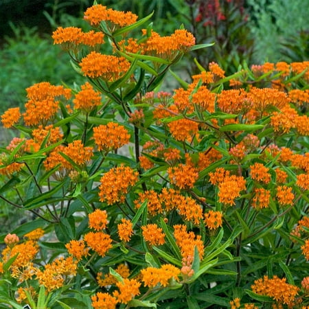 Asclepias - Butterfly Weed Flower Garden Seeds - 500 Seeds - Perennial Gardening Blooms - Asclepias (Best Perennials For Butterflies)
