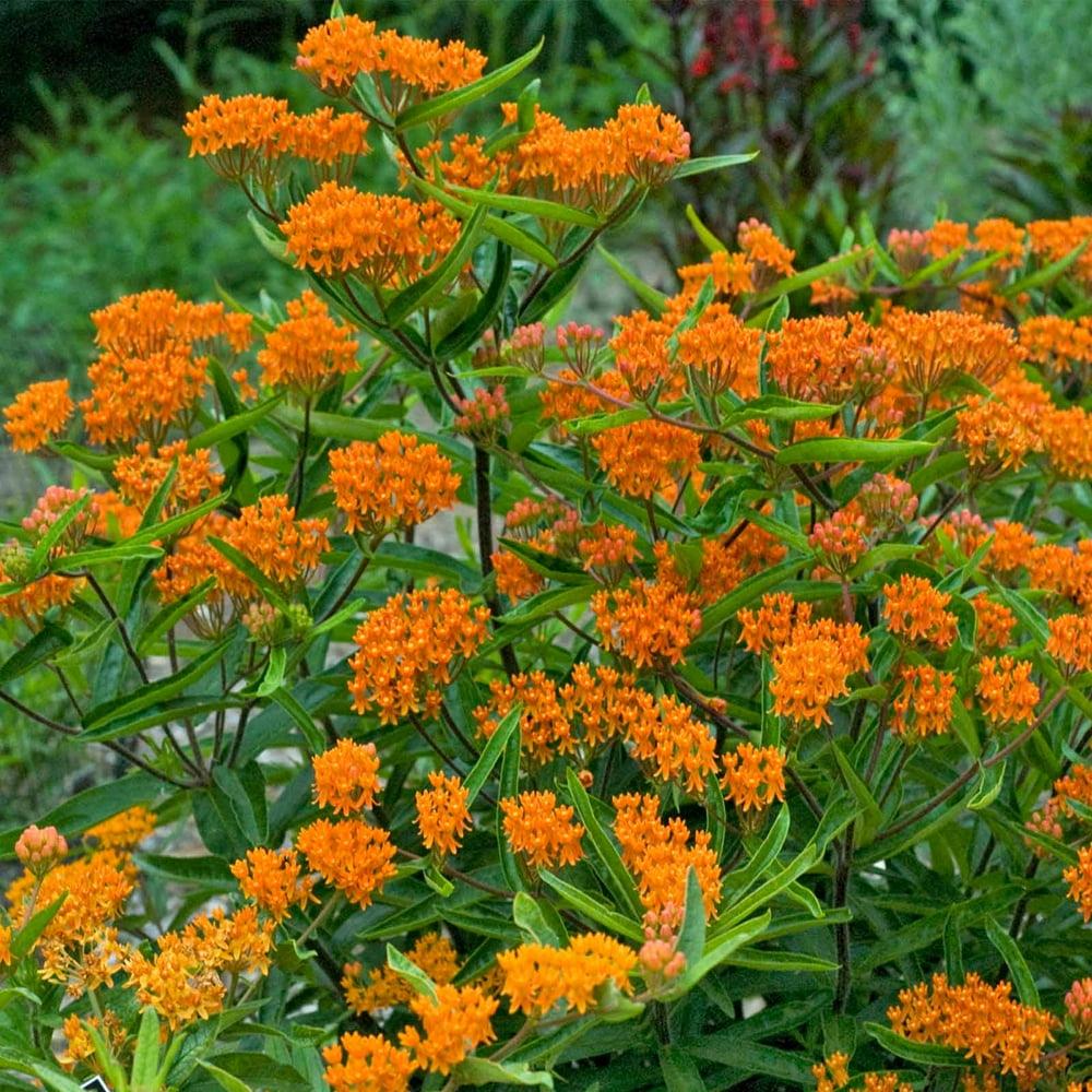 Asclepias - Butterfly Weed Flower Garden Seeds - 500 Seeds - Perennial