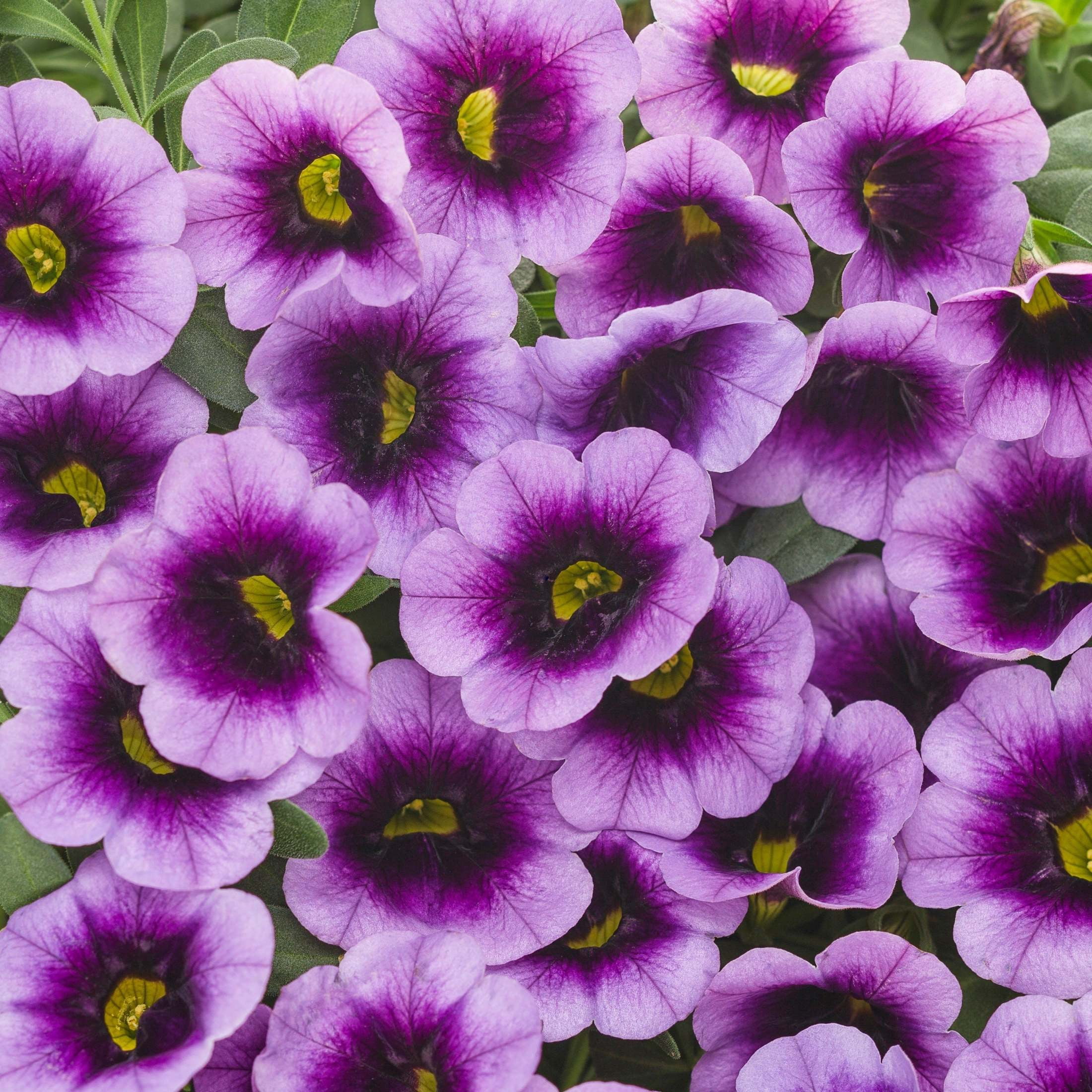 Proven Winners 4" Purple Superbells Blue Moon Punch Calibrachoa Live Plant in 4.25" Pot (4 Count)
