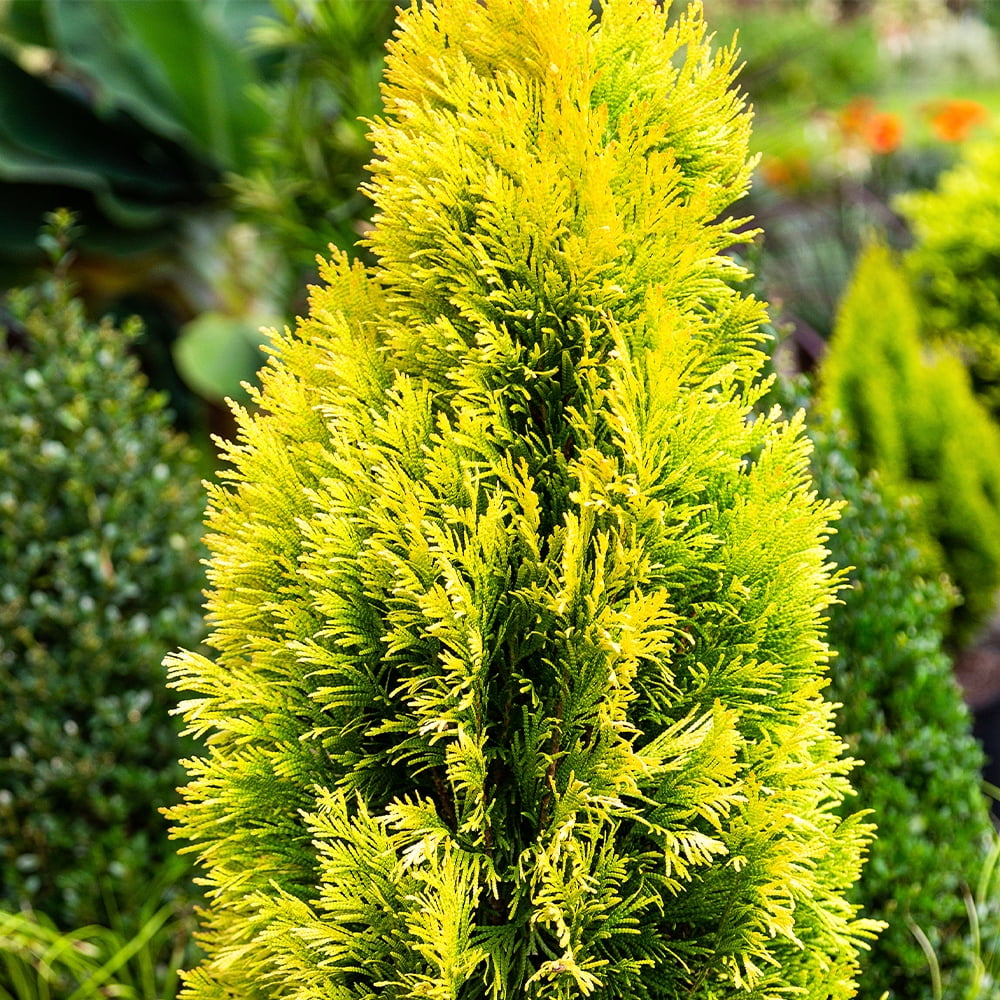 Southern Living Forever Goldy Arborvitae Live Shrub in 2-Gallon Grower Pot