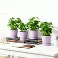 thumbnail image 6 of (4 Pack)BUYMAX Purple Ceramic Plant Pots with Trays, 5 inch - Ready-to-Gift Indoor Planters with Drainage, Elegant Home and Balcony Decor, 6 of 7