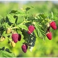 thumbnail image 5 of Set 2 Natahalla Thornless Raspberry Plants 4-7" Tall for Planting, Rubus Idaeus, Sweet Raspberry Plant, Raspberry Bush Plants for Garden, 5 of 5