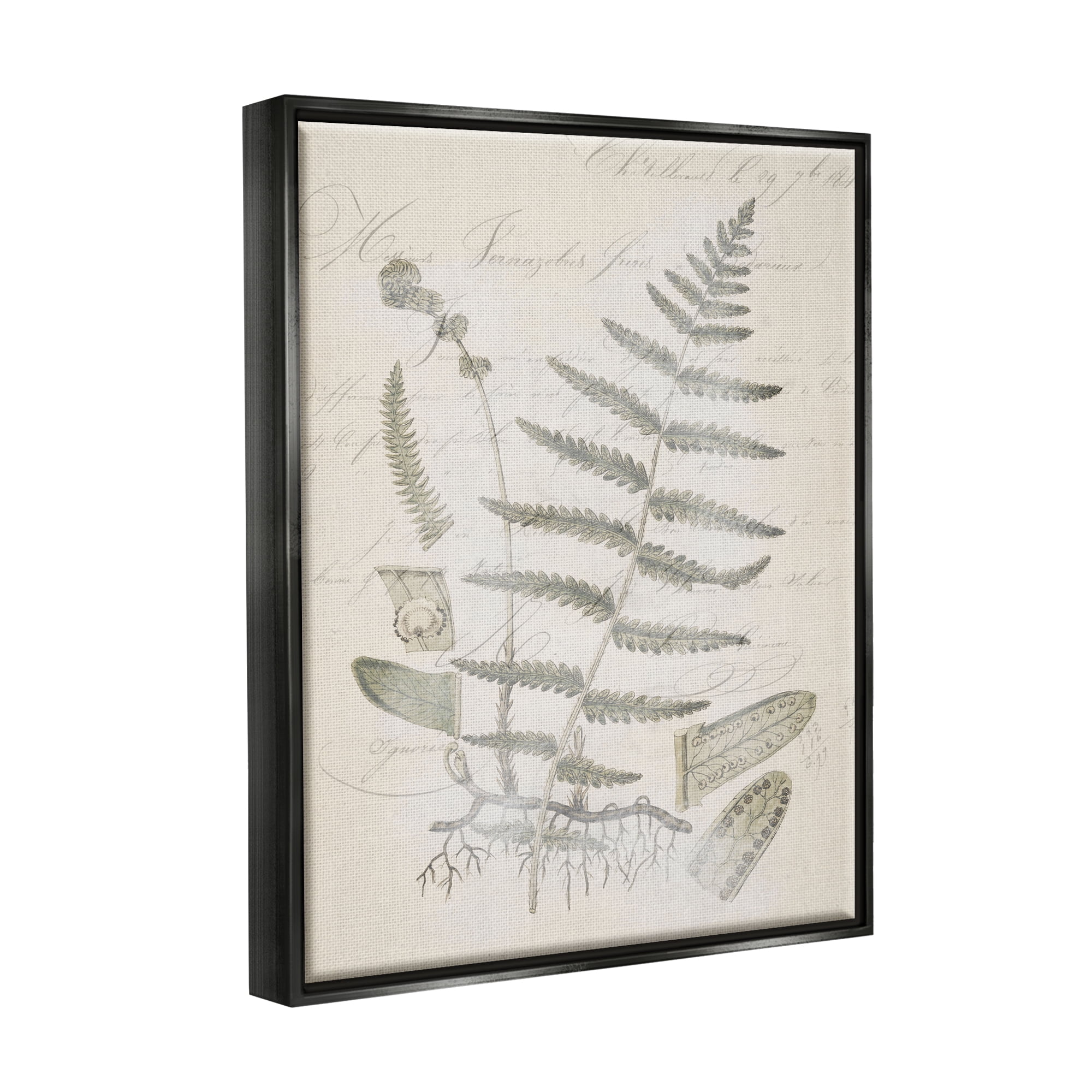 Stupell Industries Latin Study Vintage Fern Botanical Botanical & Floral Drawing Black Floater Framed Art Print Wall Art