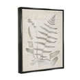 thumbnail image 3 of Stupell Industries Latin Study Vintage Fern Botanical Botanical & Floral Drawing Black Floater Framed Art Print Wall Art, 3 of 6