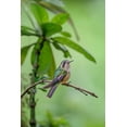 thumbnail image 2 of Jones, Adam 17x24 White Modern Wood Framed Museum Art Print Titled - Speckled hummingbird-Ecuador, 2 of 4