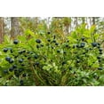 thumbnail image 3 of Highbush Blueberry Fruit/Shrub Seeds, 50 Seeds Per Packet Non GMO Seeds, Botanical Name Vaccinium corymbosum, 3 of 7