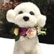 thumbnail image 4 of Diadema de flores para perros, corona de flores para mascotas, corona Natural de hojas de flores para decoración de bodas para perros y gatos, 4 of 5