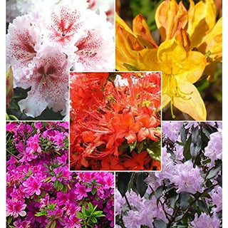 Solve The four elements on azalea dolls jigsaw puzzle online with