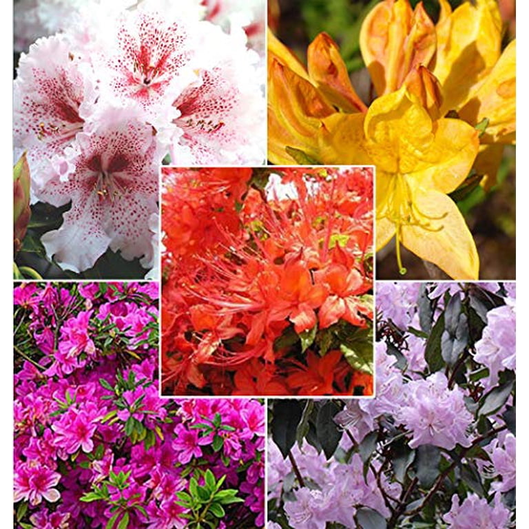 Azalea Bush Colors